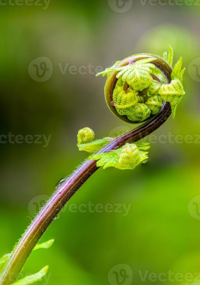 Close up the spiral of leaves photo