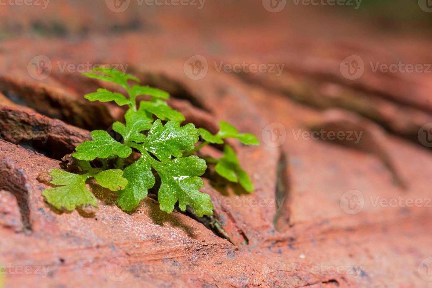 Weeds along the wall photo