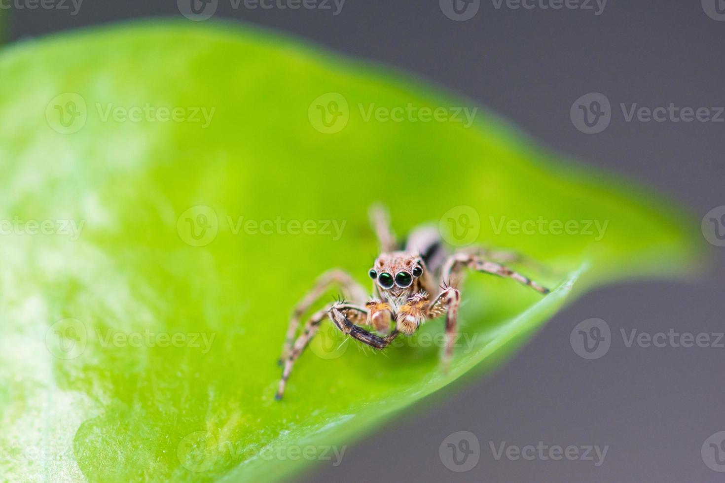 Close up jumping spiders on the leaves. photo