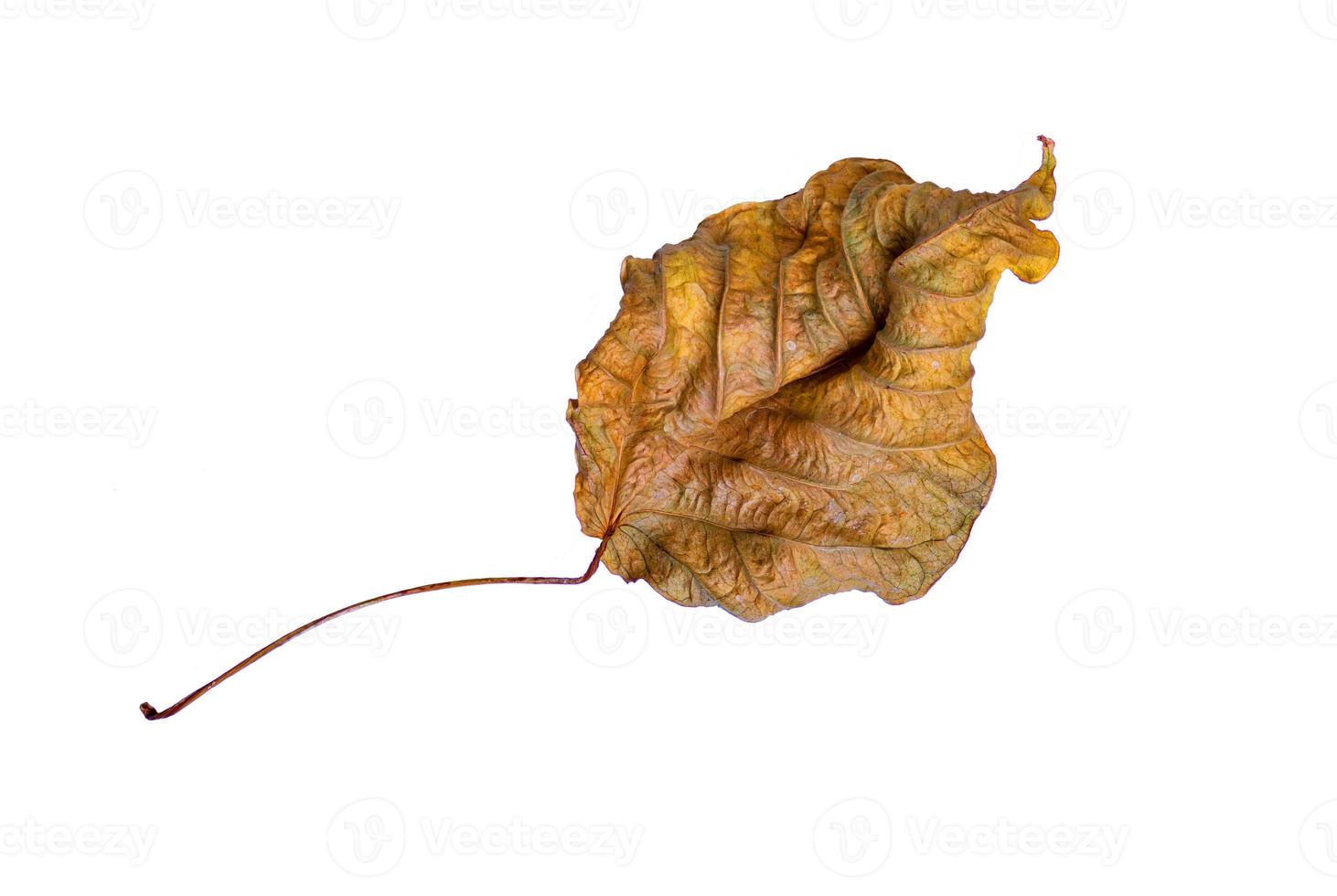 The shape of the dry leaves on the white background with clipping path photo