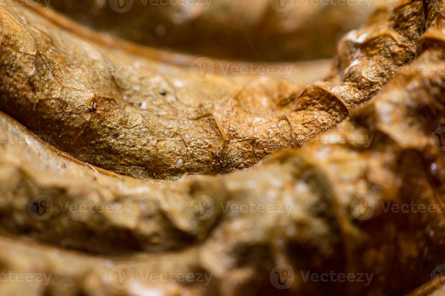 Close Up The edges of dried leaves photo