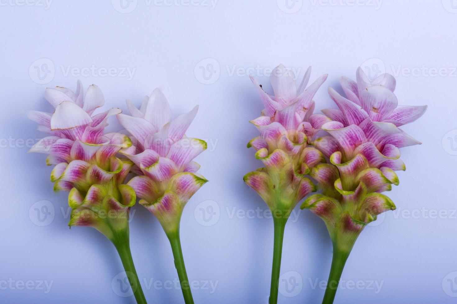 Siam Tulip On a white background 7061942 Stock Photo at Vecteezy