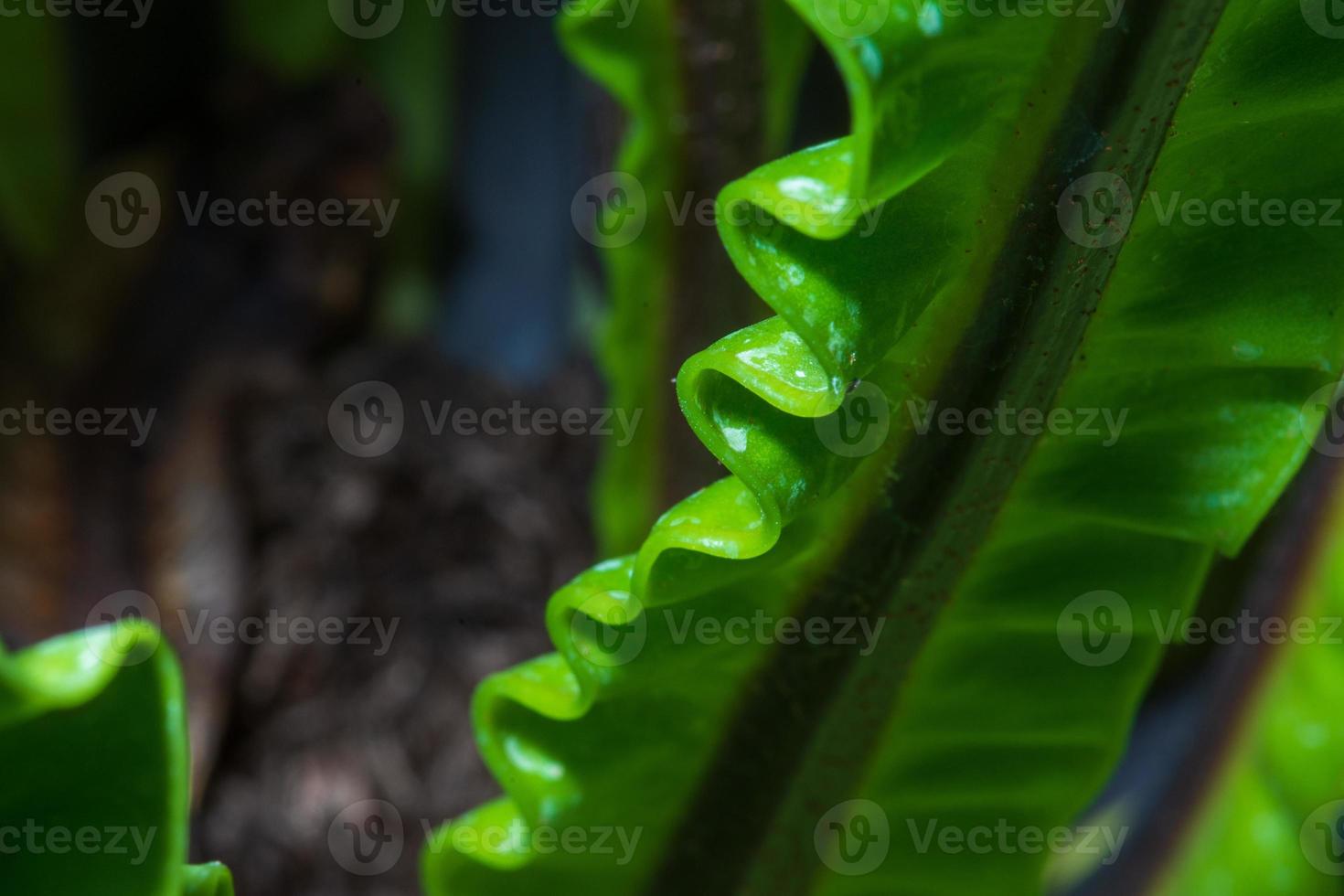 Pattern of leaf edges photo