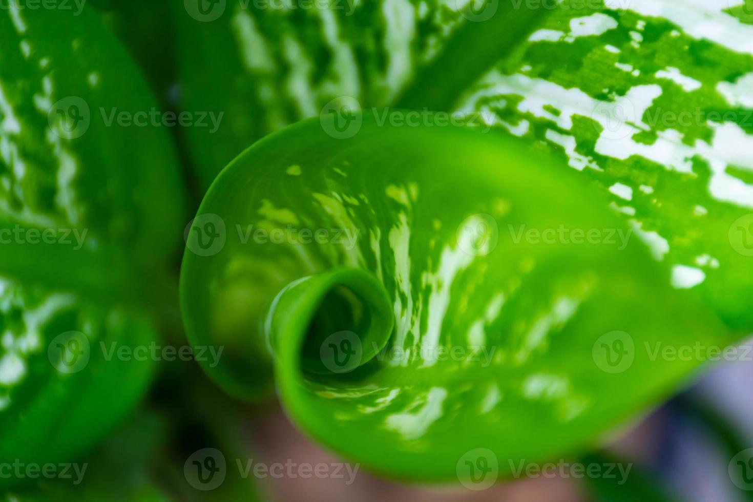 Close up the spiral of leaves photo