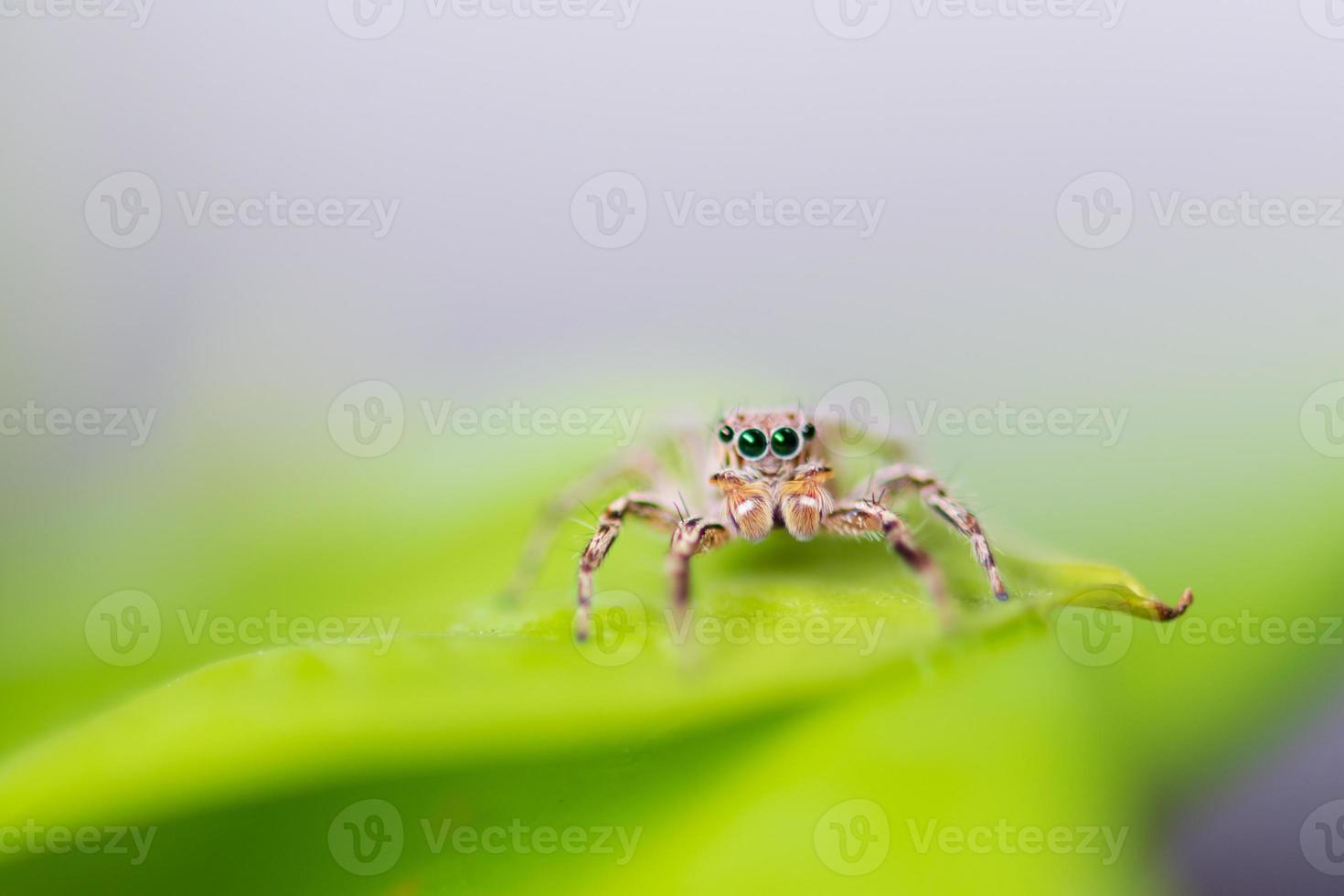 Close up jumping spiders on the leaves out of focus photo