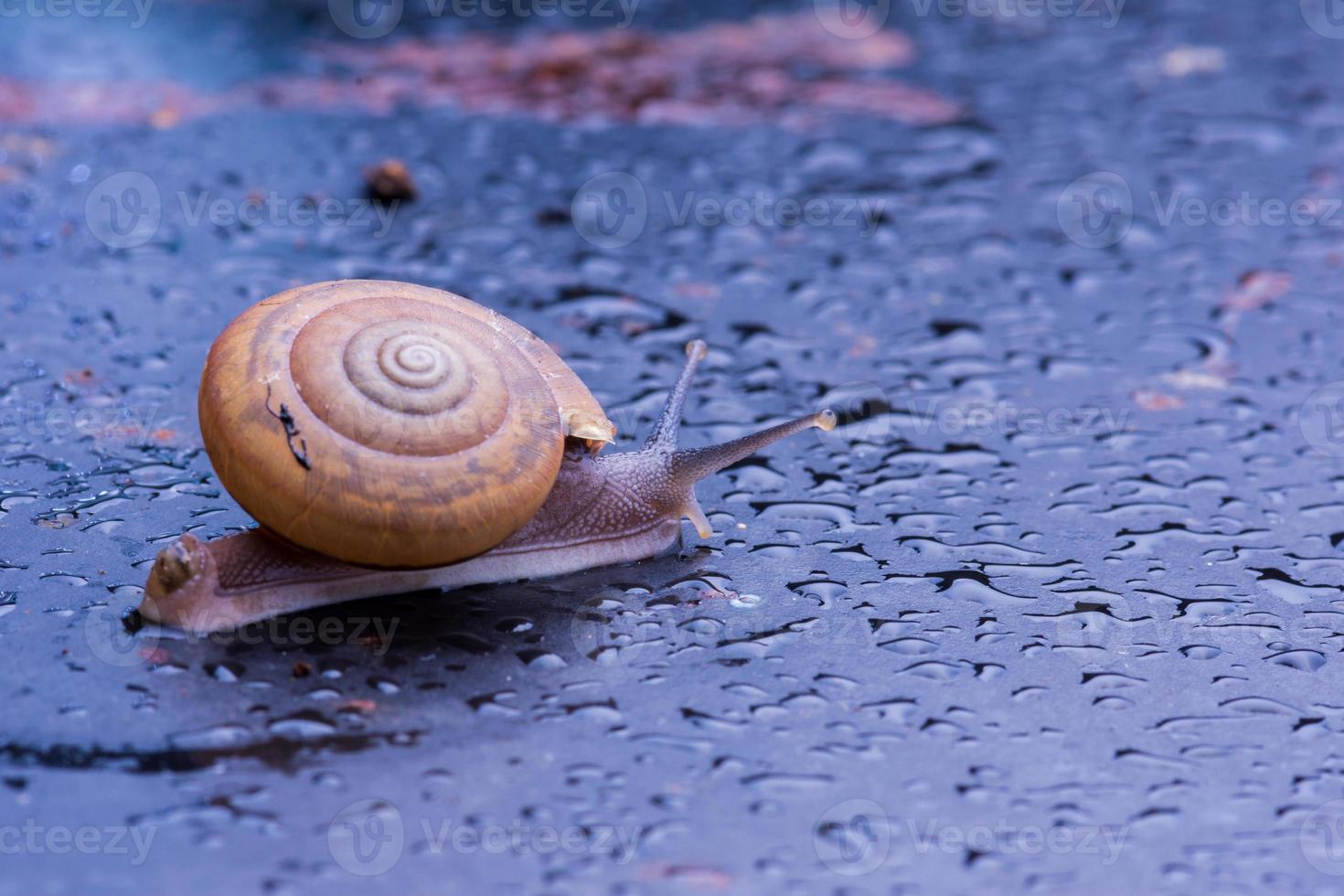 Close up snail on the table photo