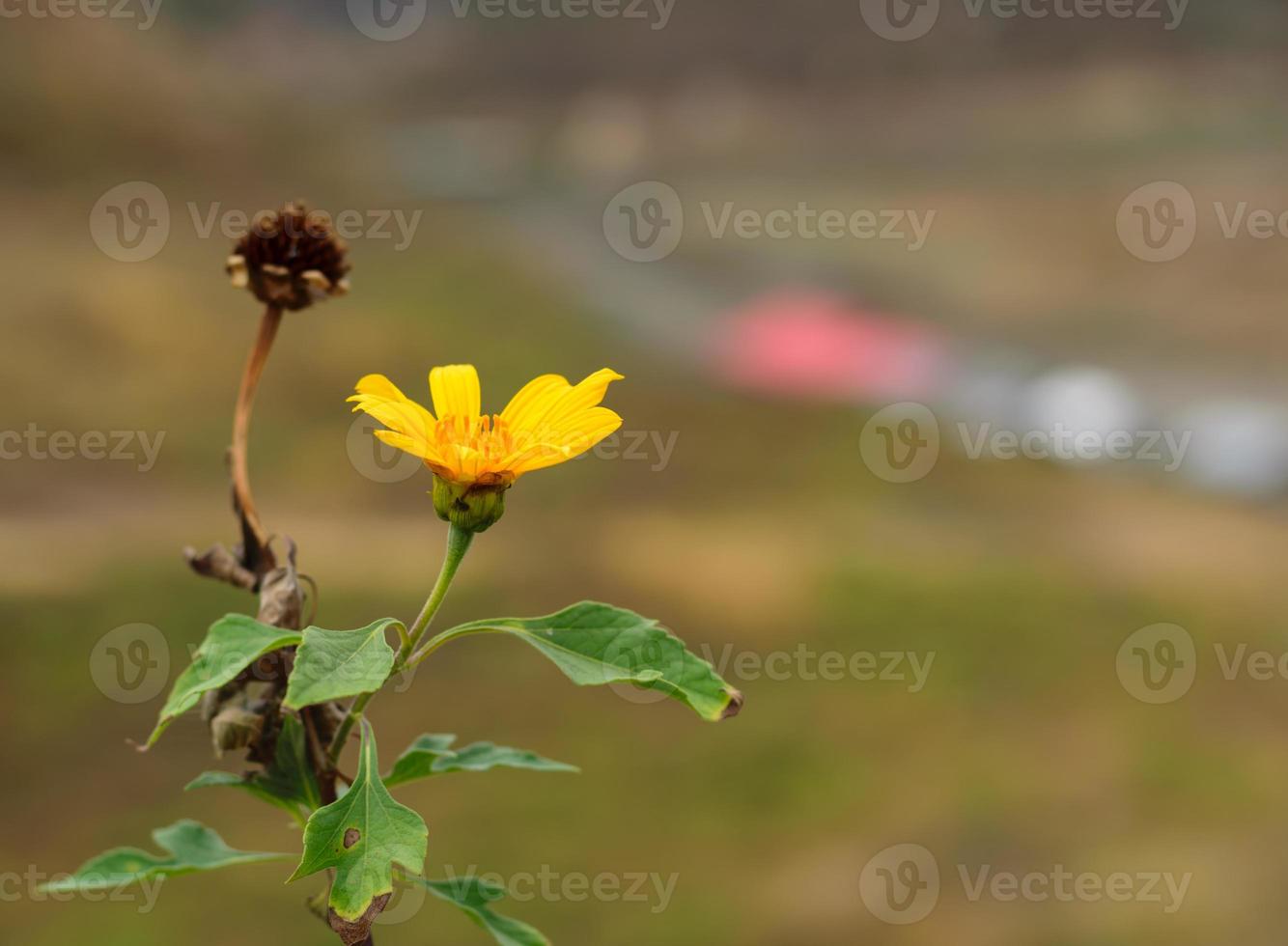 Close up mexican tournesol one flower and another withered flowers. photo