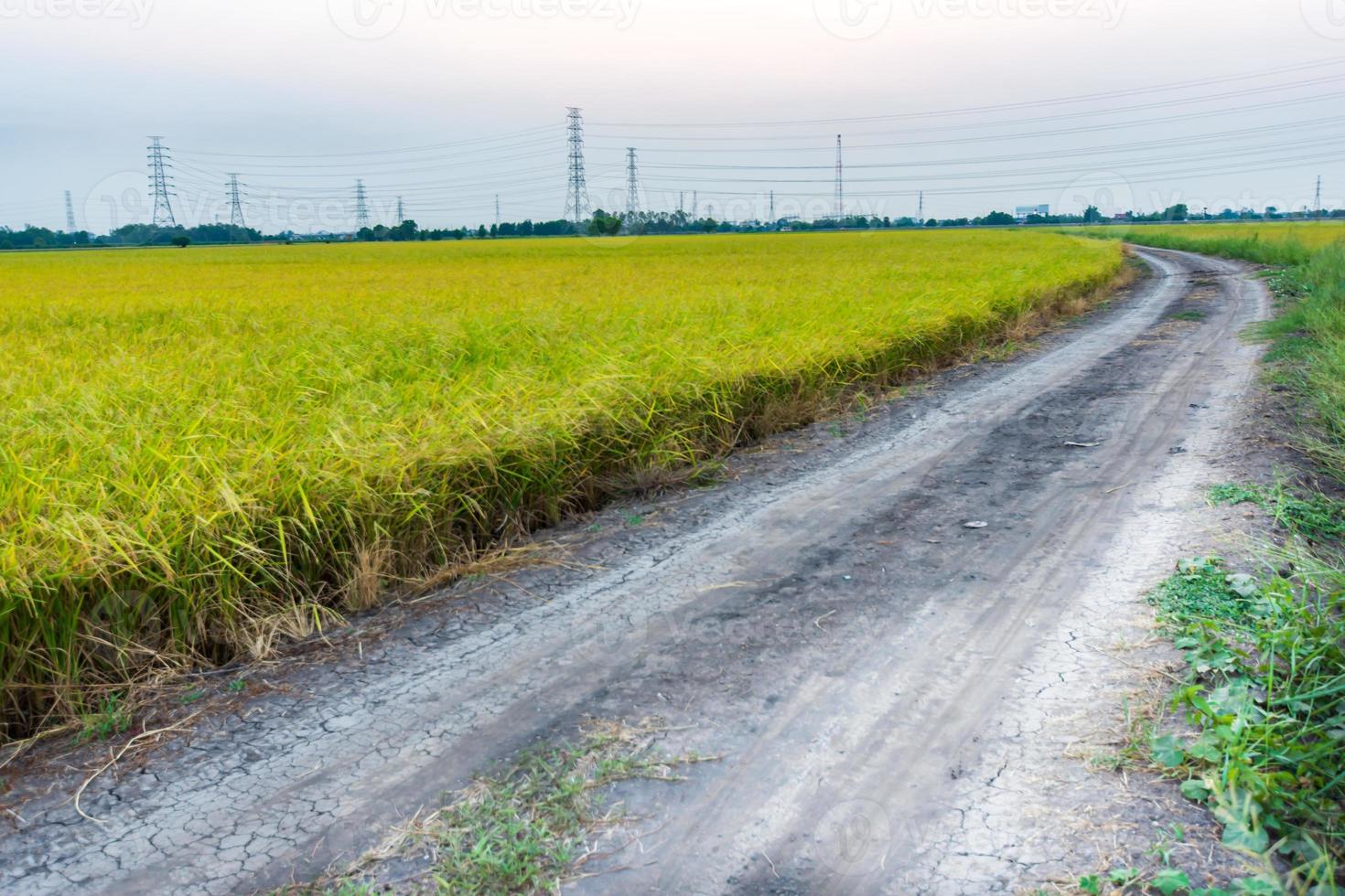 Soil road in the middle of a rice field that is ready to harvest photo