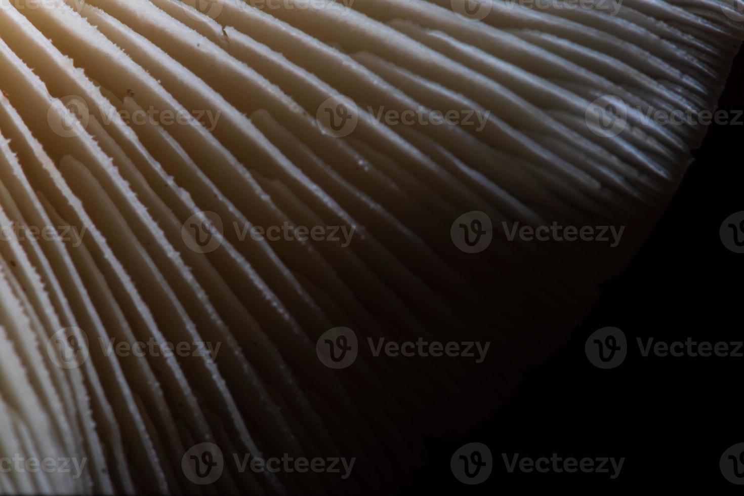 The structure of mushrooms photo