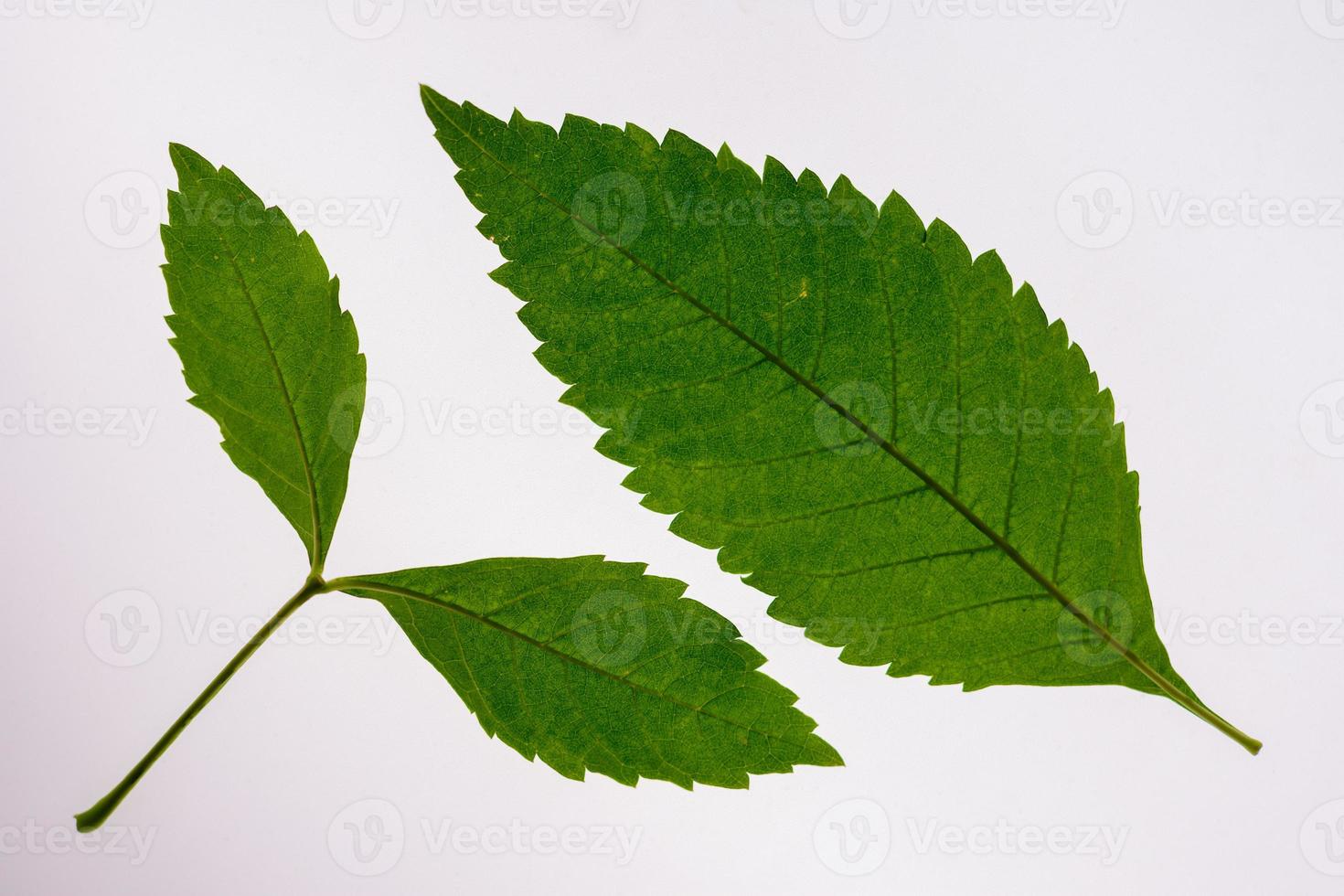 Green leaves on a white backdrop with clipping path photo