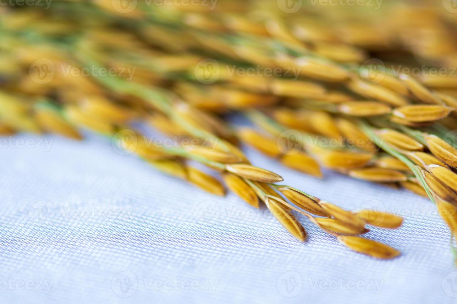 la semilla de arroz colocada sobre la tela blanca. foto