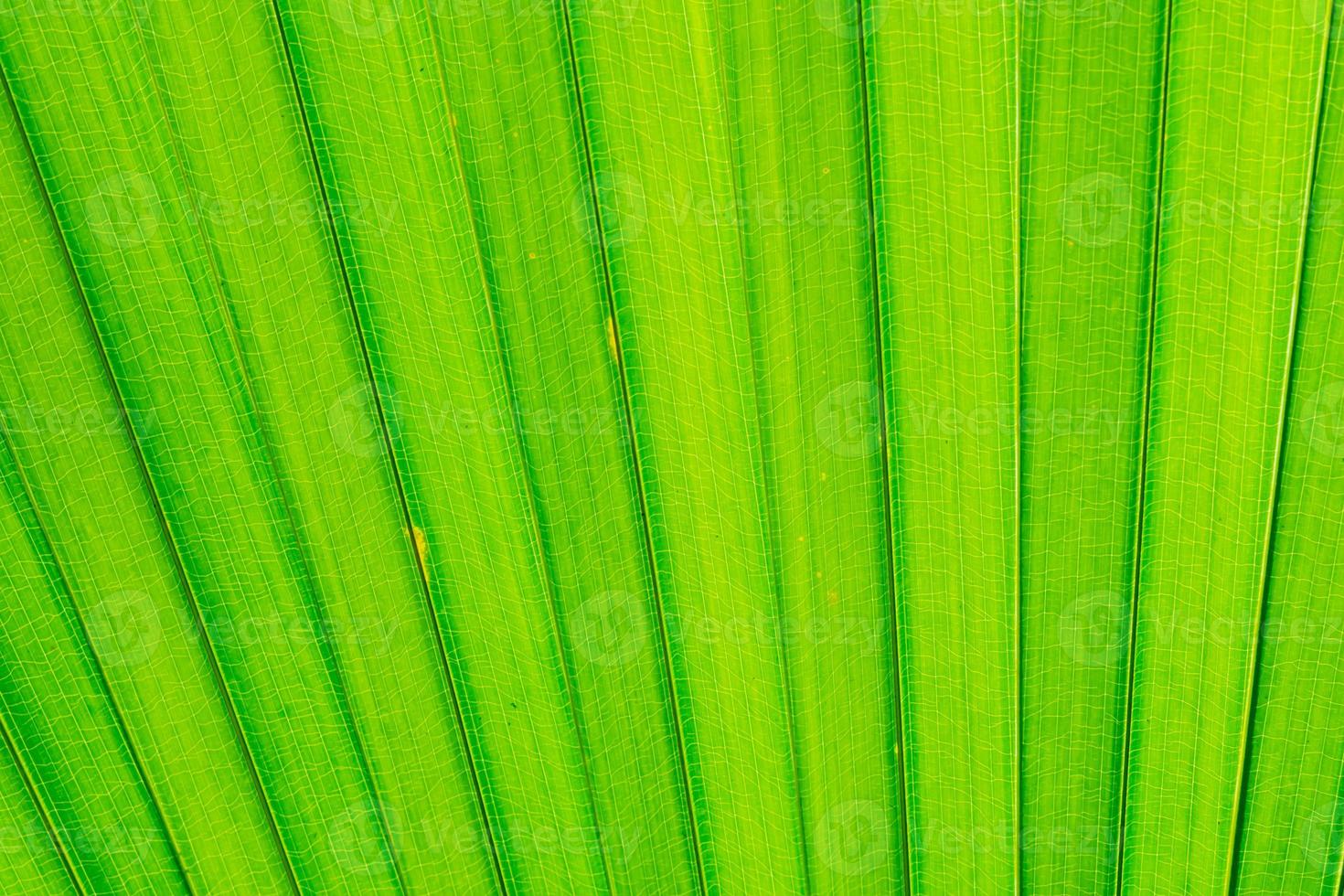 The pattern on the leaves of palm leaves photo