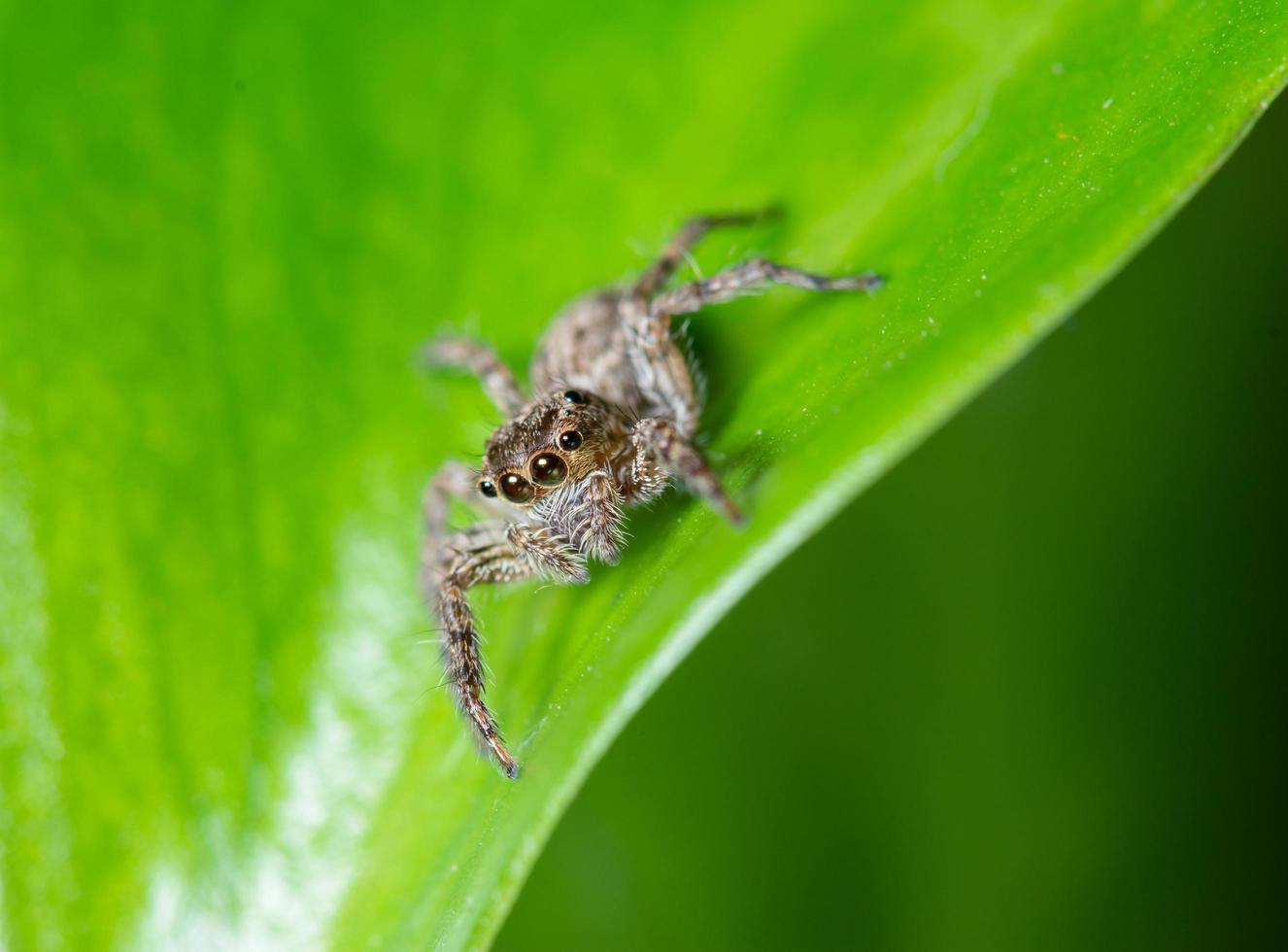Close up jumping spiders on the leaves. photo