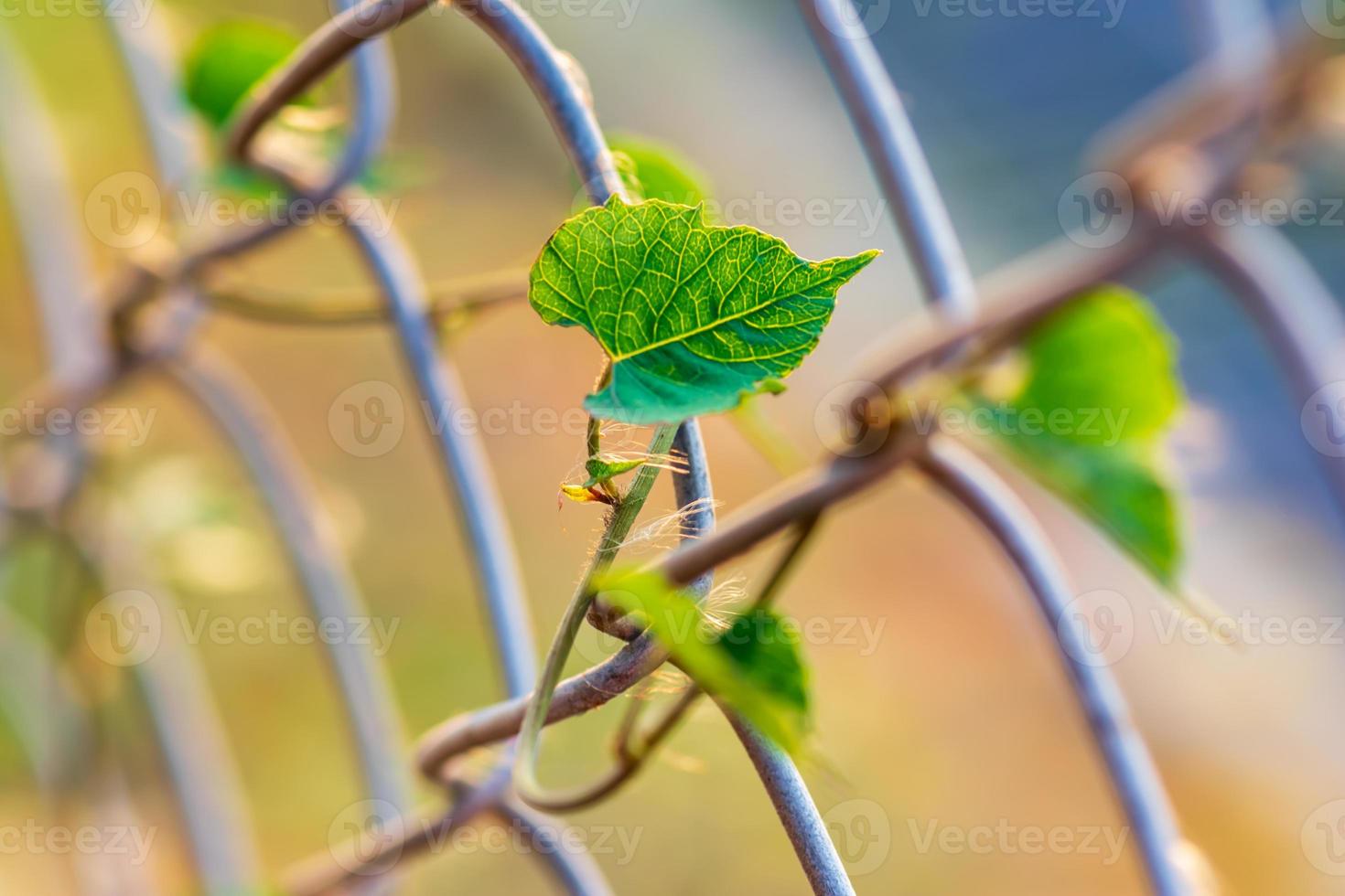 Vines rise at the winding fence, wall, yard in the park photo