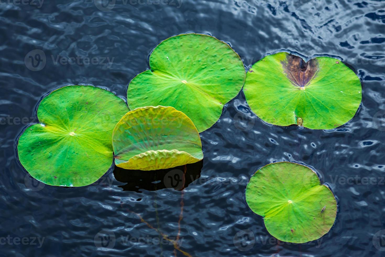 Many lotus leaves in a swamp. photo