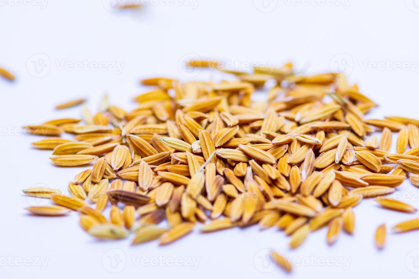 Close up The flavor up the wet grain on the white background. photo