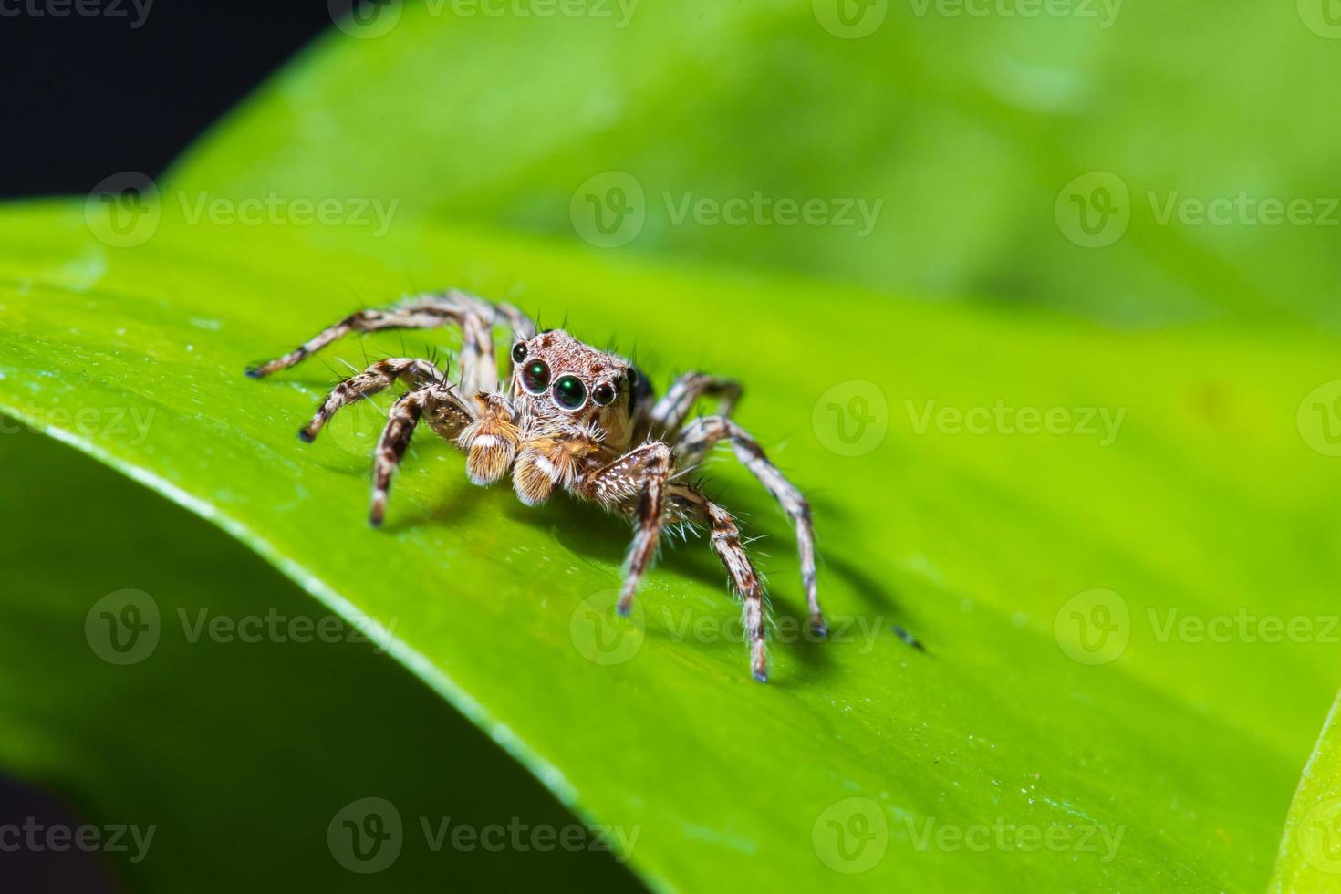 Close up jumping spiders on the leaves. photo