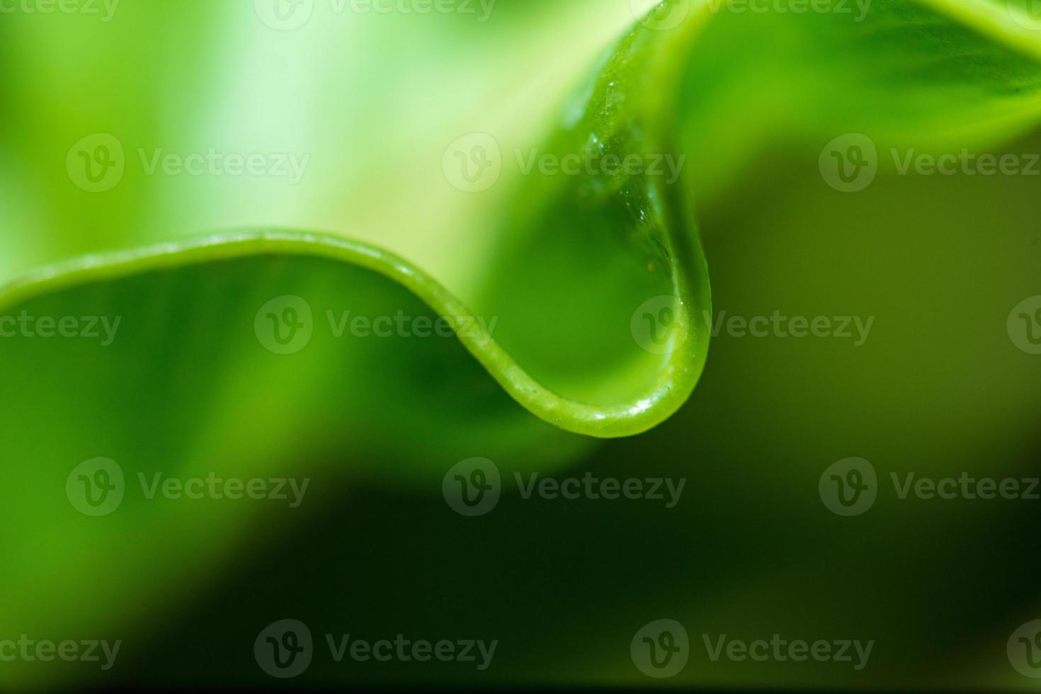 Pattern of leaf edges photo