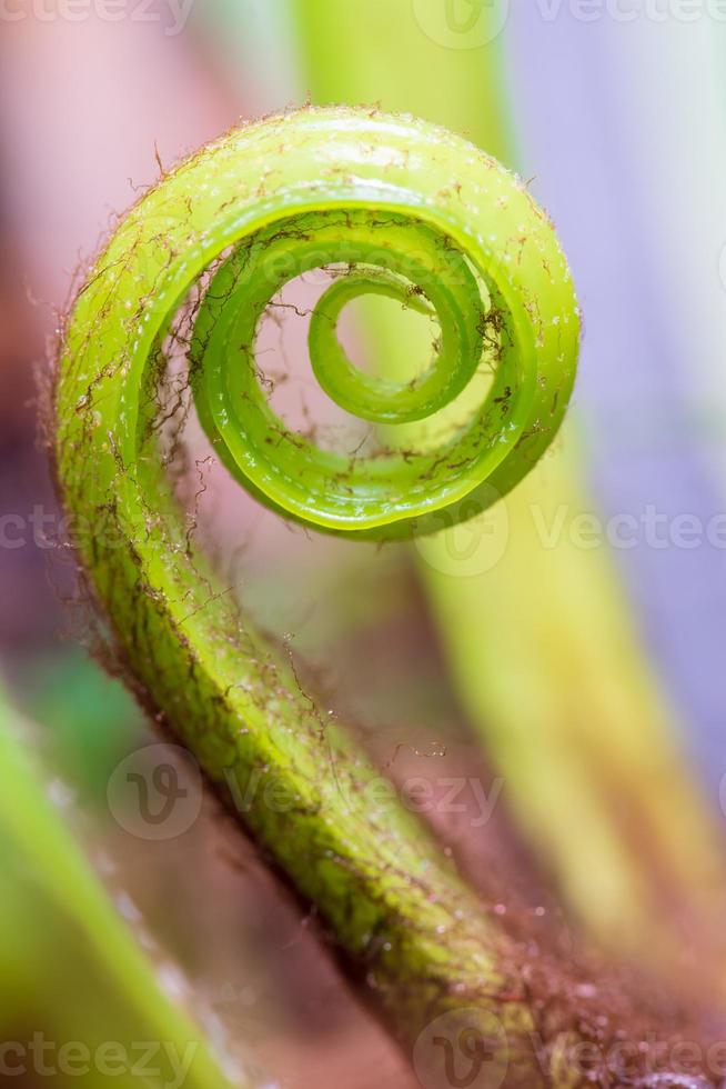 Close up the spiral of leaves photo