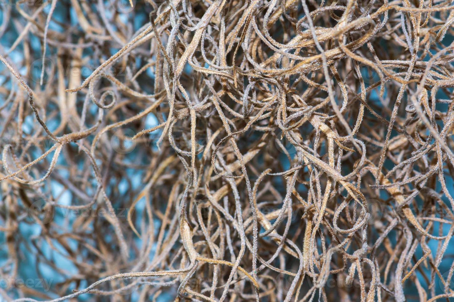The roots of ornamental plants photo