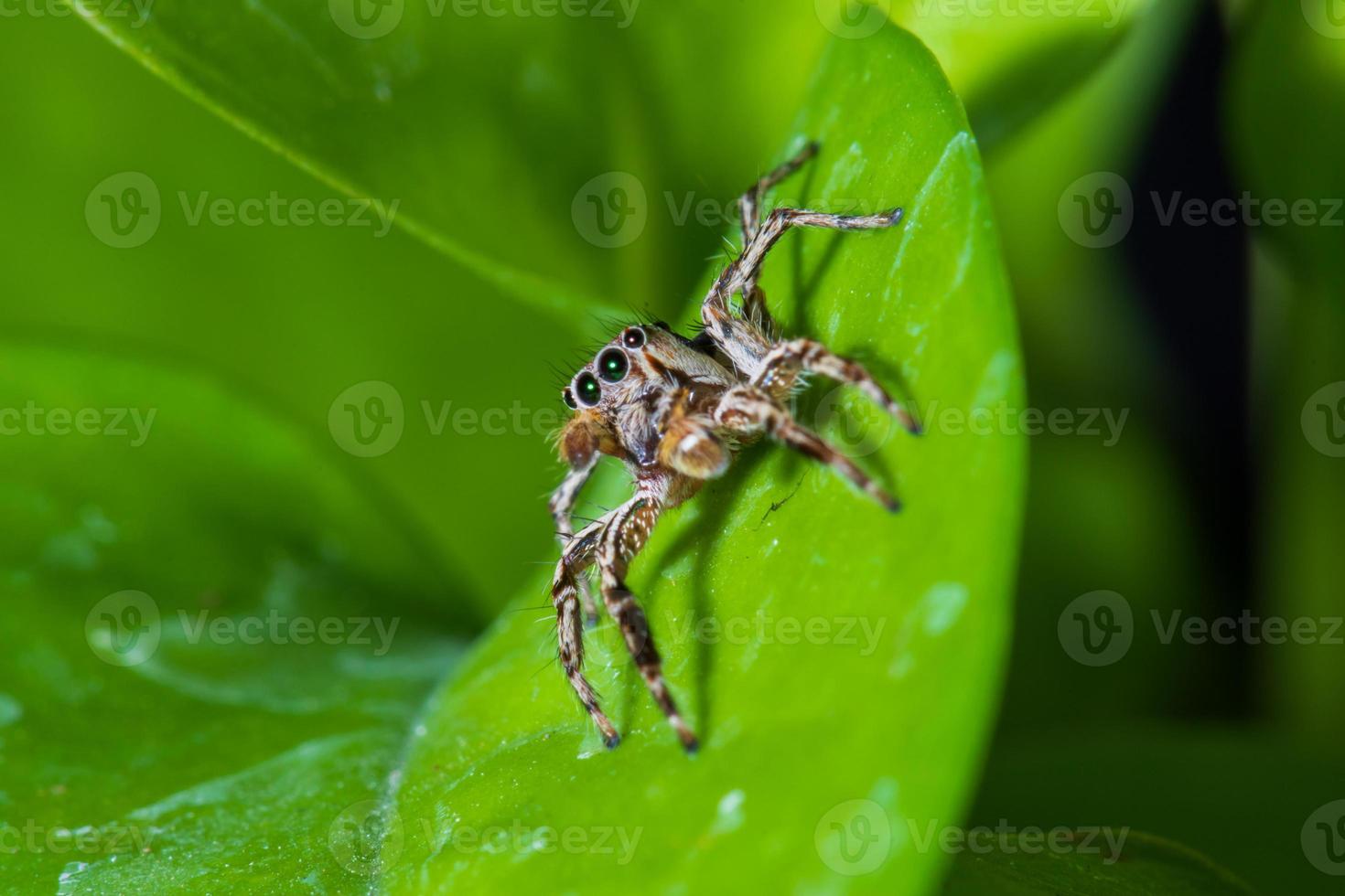 Close up jumping spiders on the leaves. photo