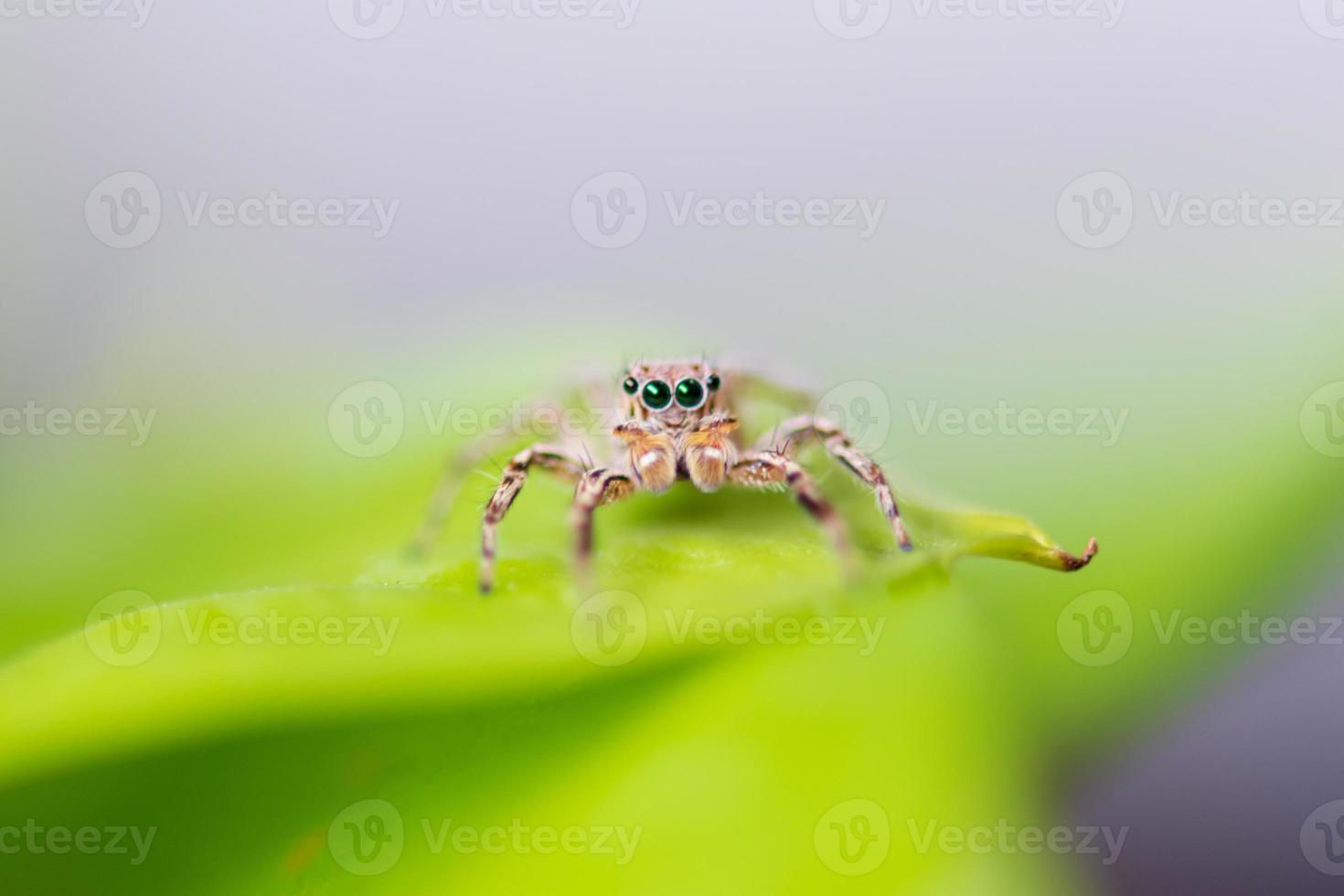 Close up jumping spiders on the leaves out of focus photo