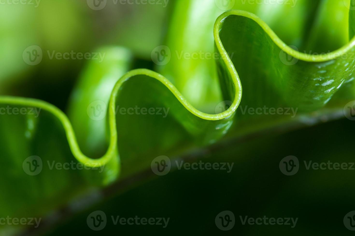 Pattern of leaf edges photo