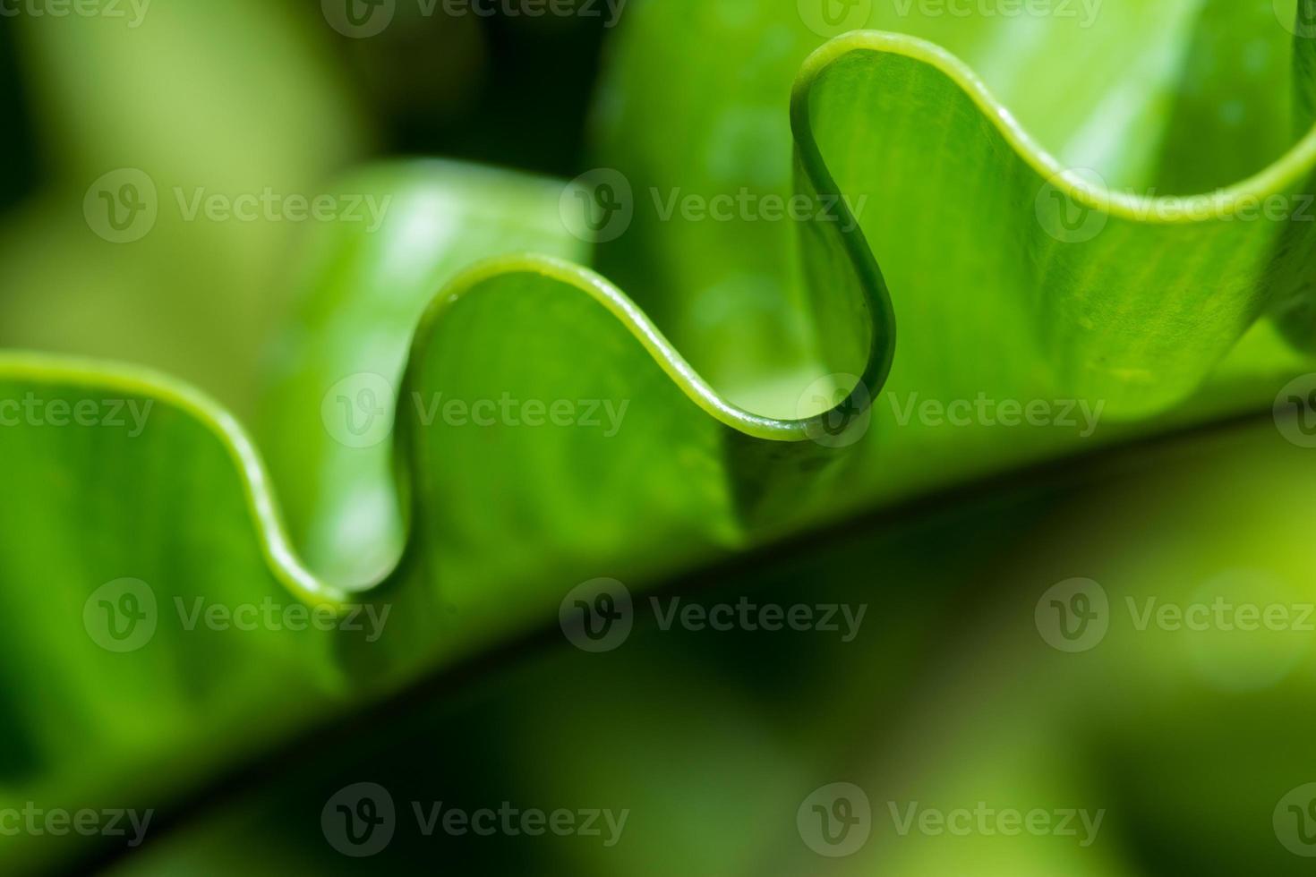 Pattern of leaf edges photo