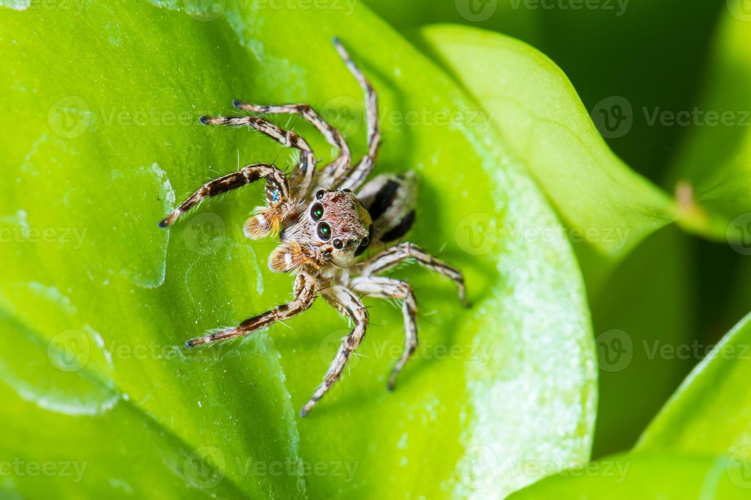 Close up jumping spiders on the leaves. photo