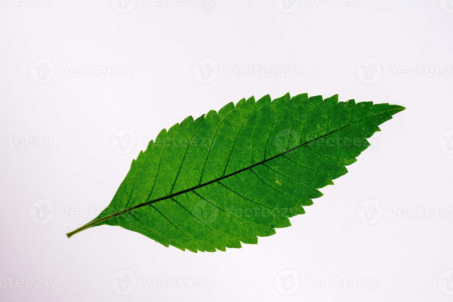 Green leaves on a white backdrop with clipping path photo