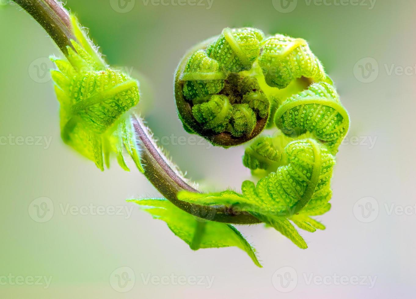 cerrar la espiral de hojas foto