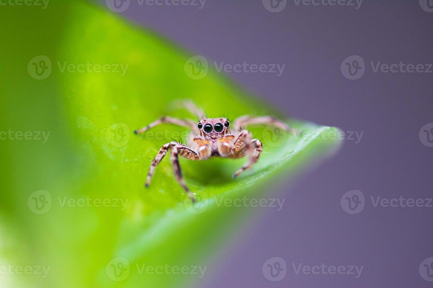 Close up jumping spiders on the leaves. photo