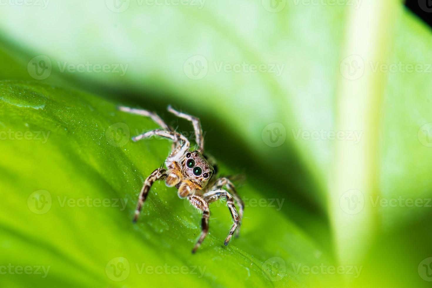 Close up jumping spiders on the leaves. photo