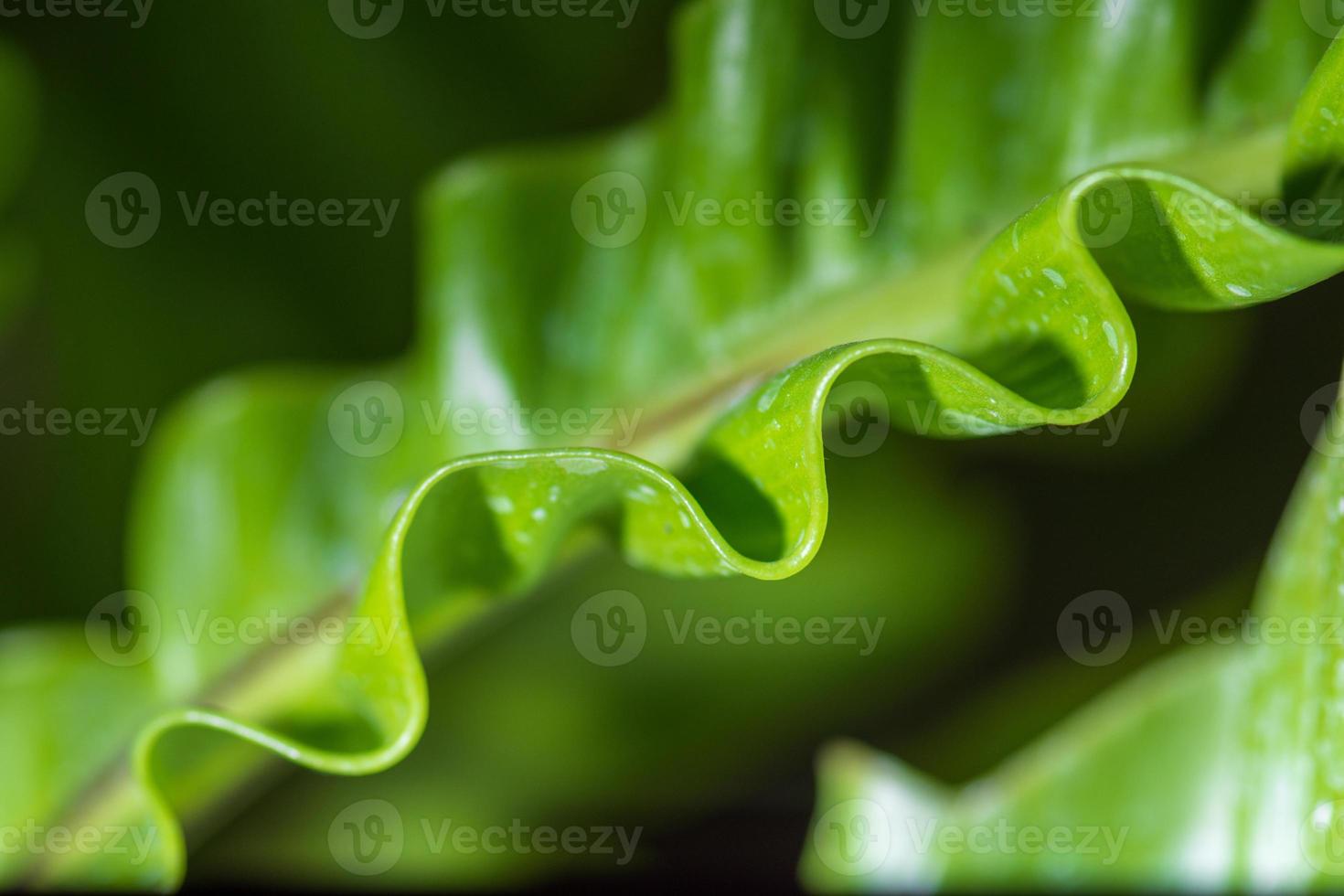 Pattern of leaf edges photo