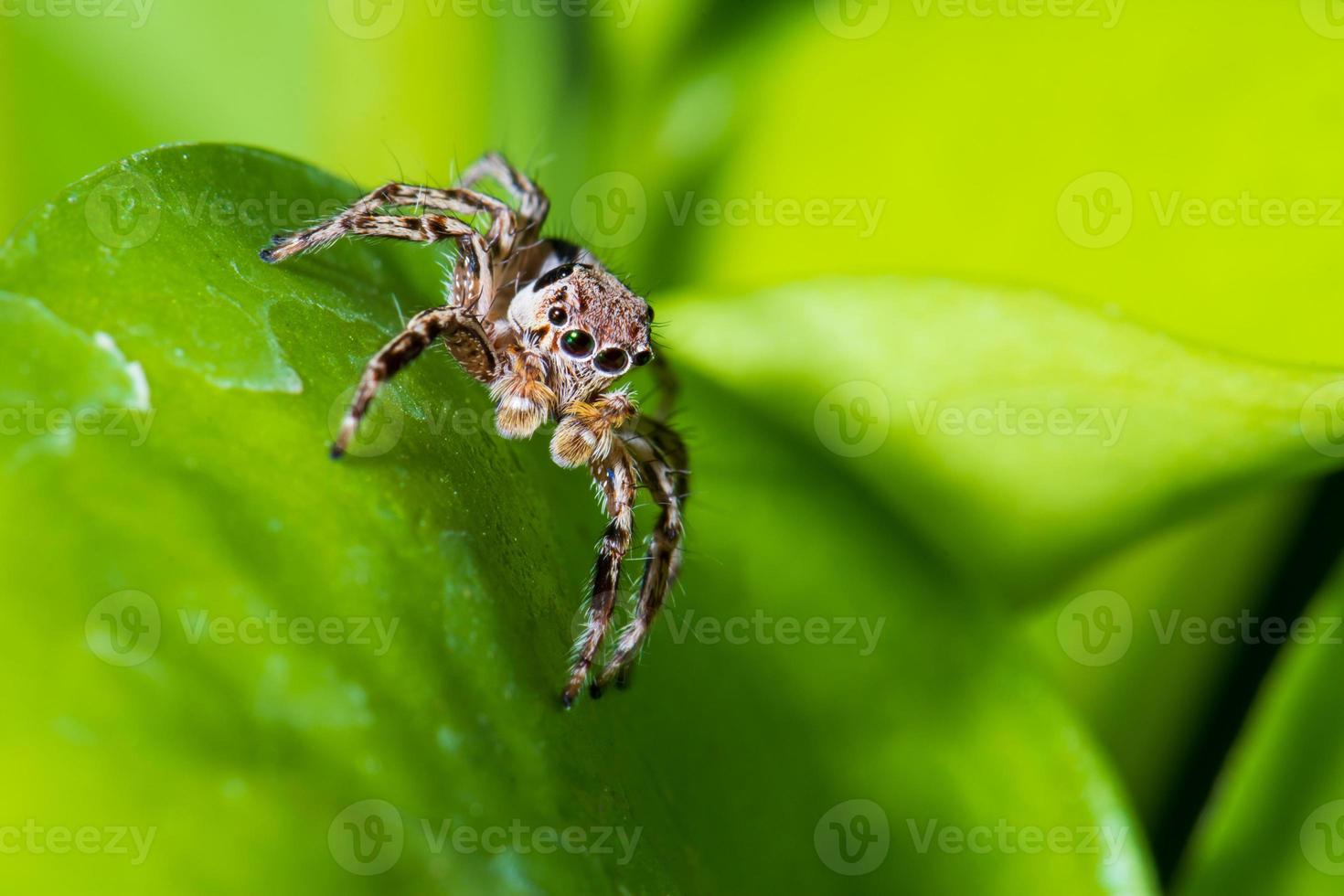 Close up jumping spiders on the leaves. photo