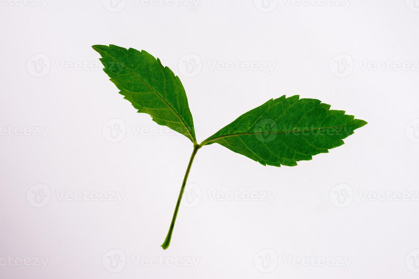 Green leaves on a white backdrop with clipping path photo