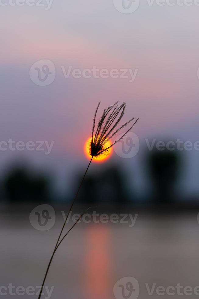 Grass flowers in the backyard in summer photo