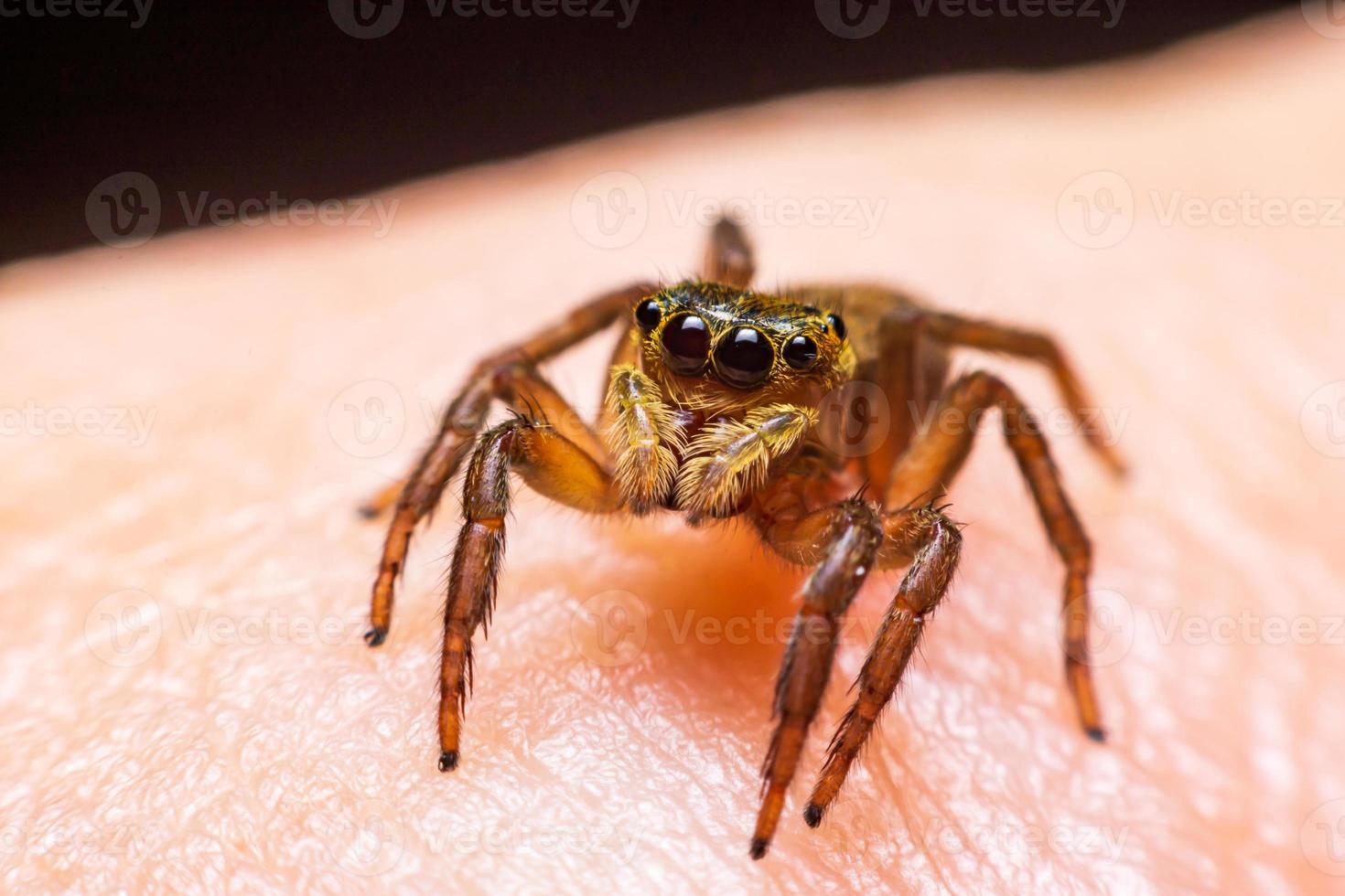 Cerrar saltando arañas en la mano foto