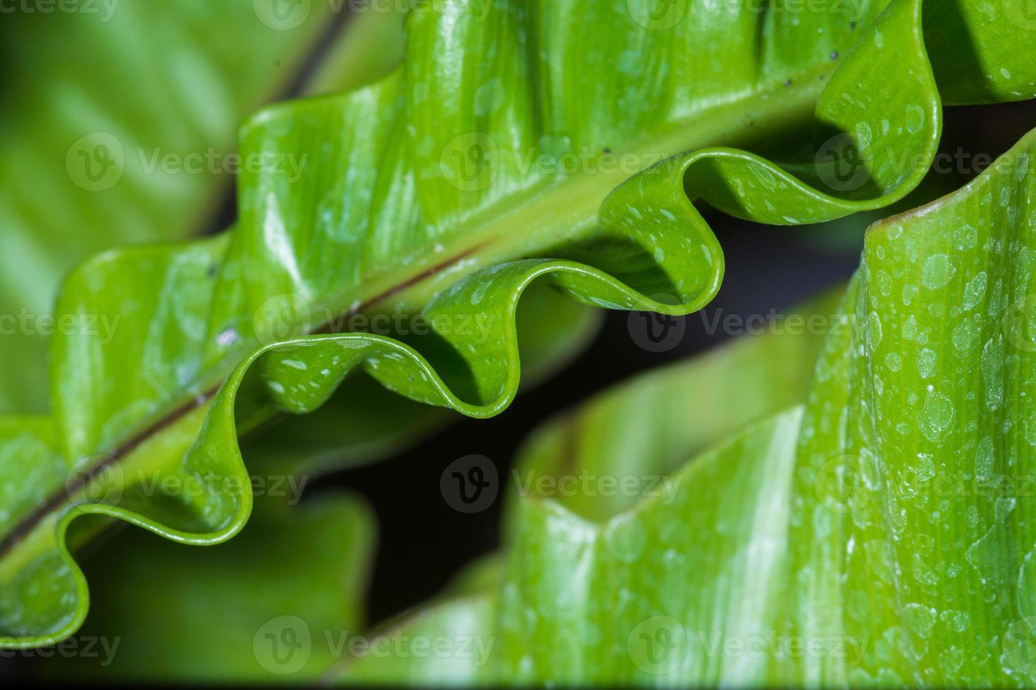Pattern of leaf edges photo