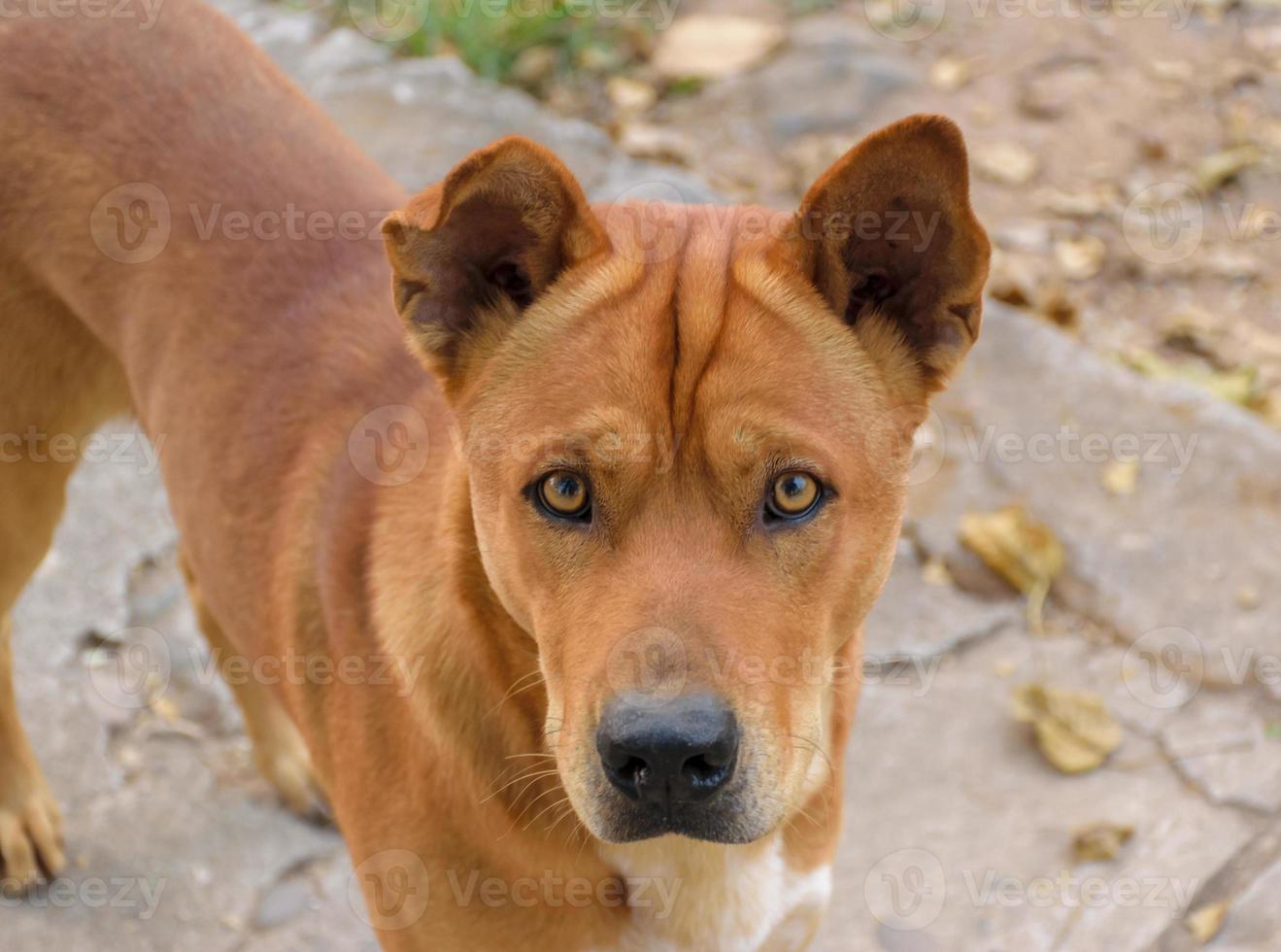 The dog looks skeptical. photo