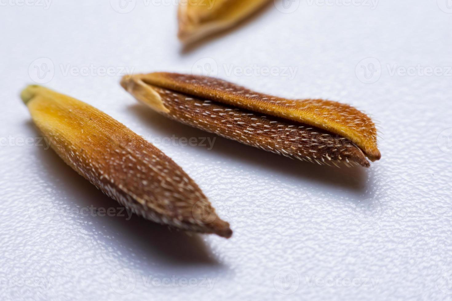 Close up Grain rice with white fungus on the white background. photo