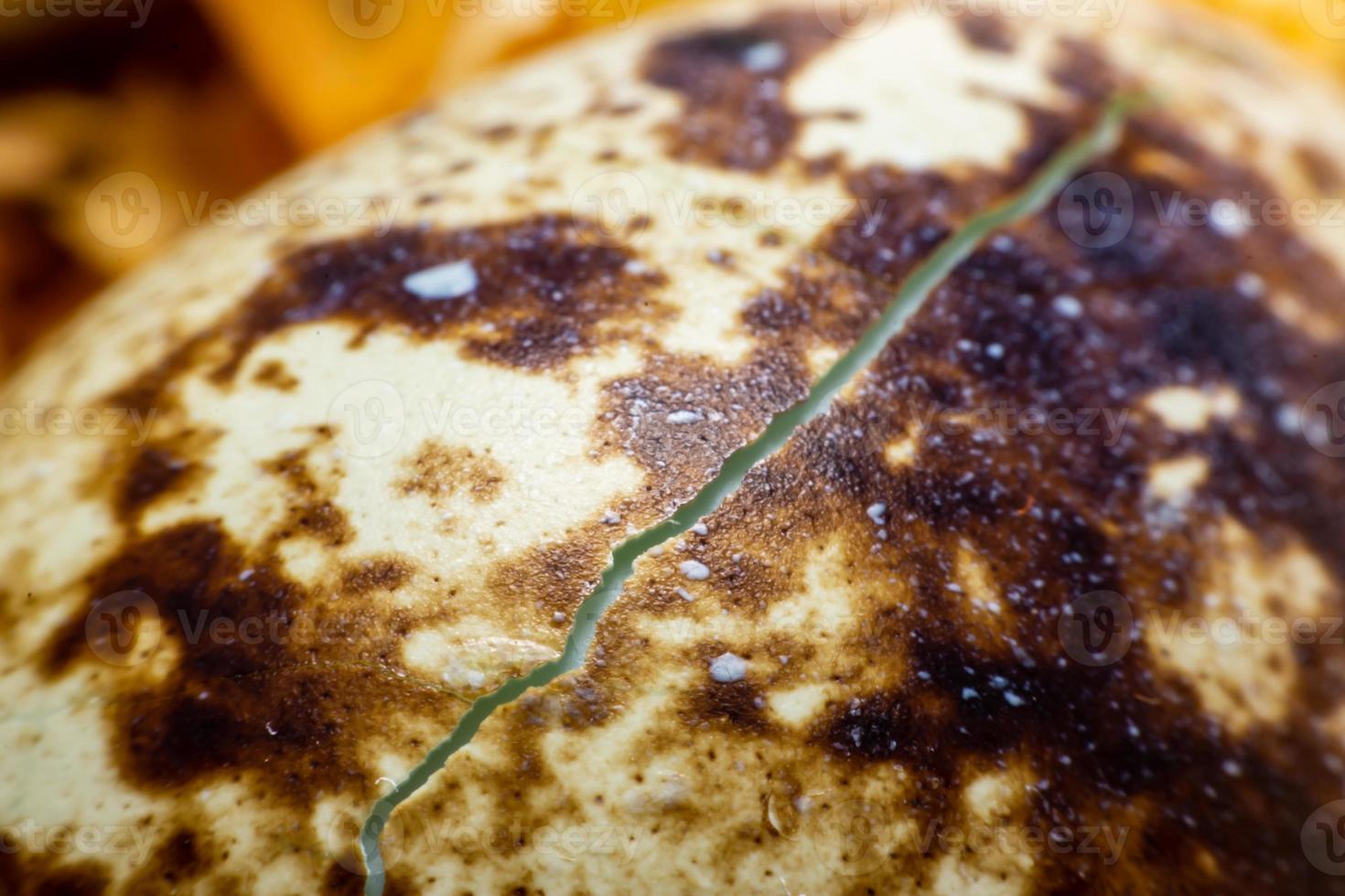 Close Up The egg of quail photo