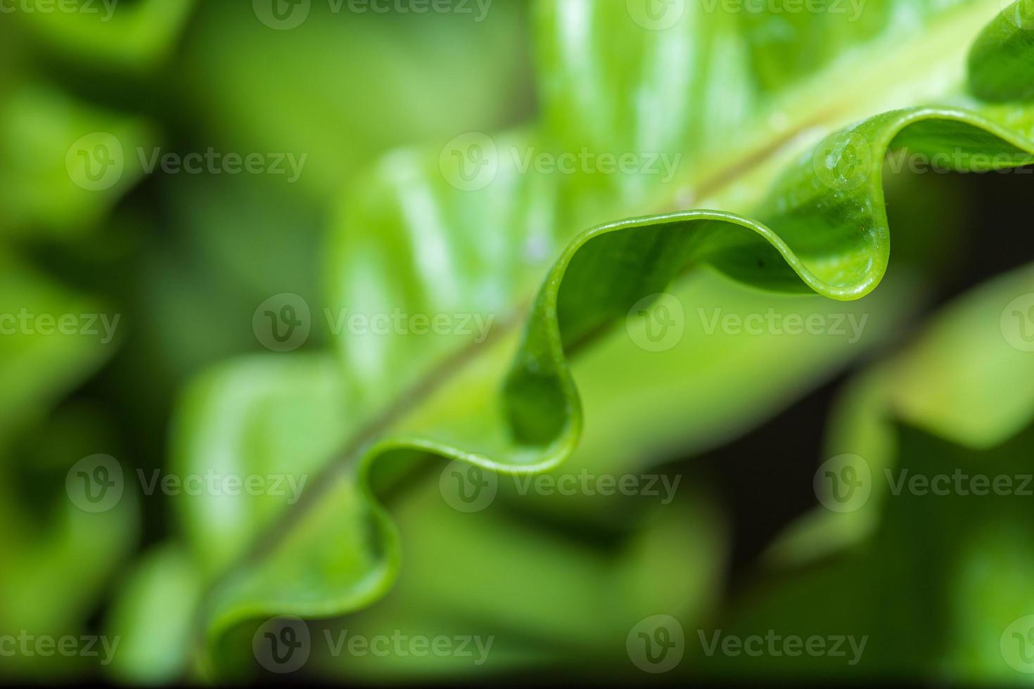 Pattern of leaf edges photo
