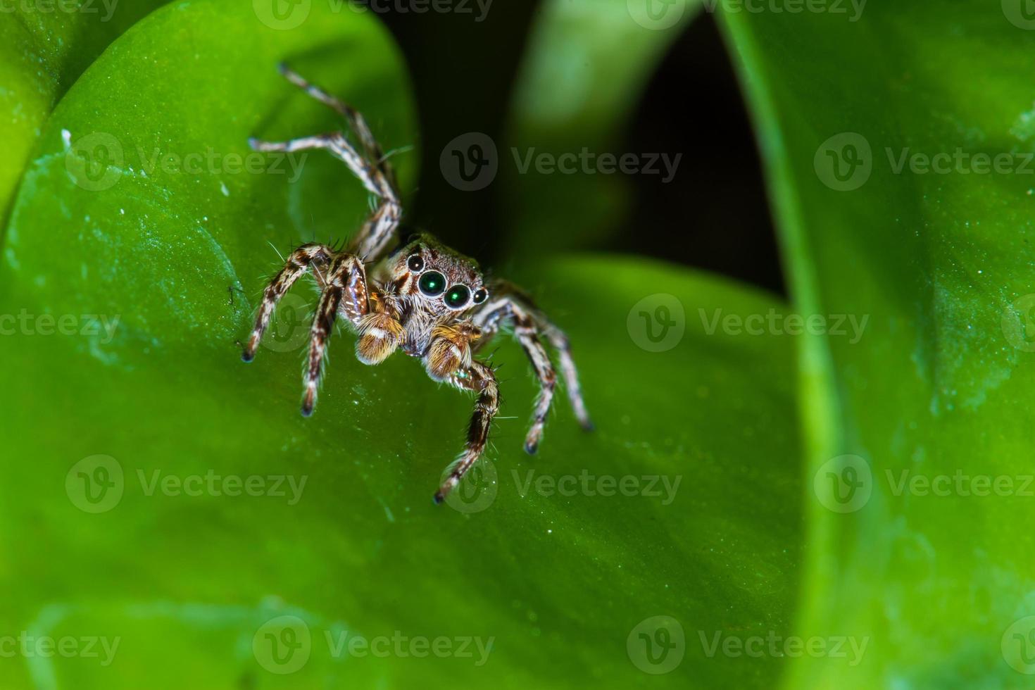 Close up jumping spiders on the leaves. photo