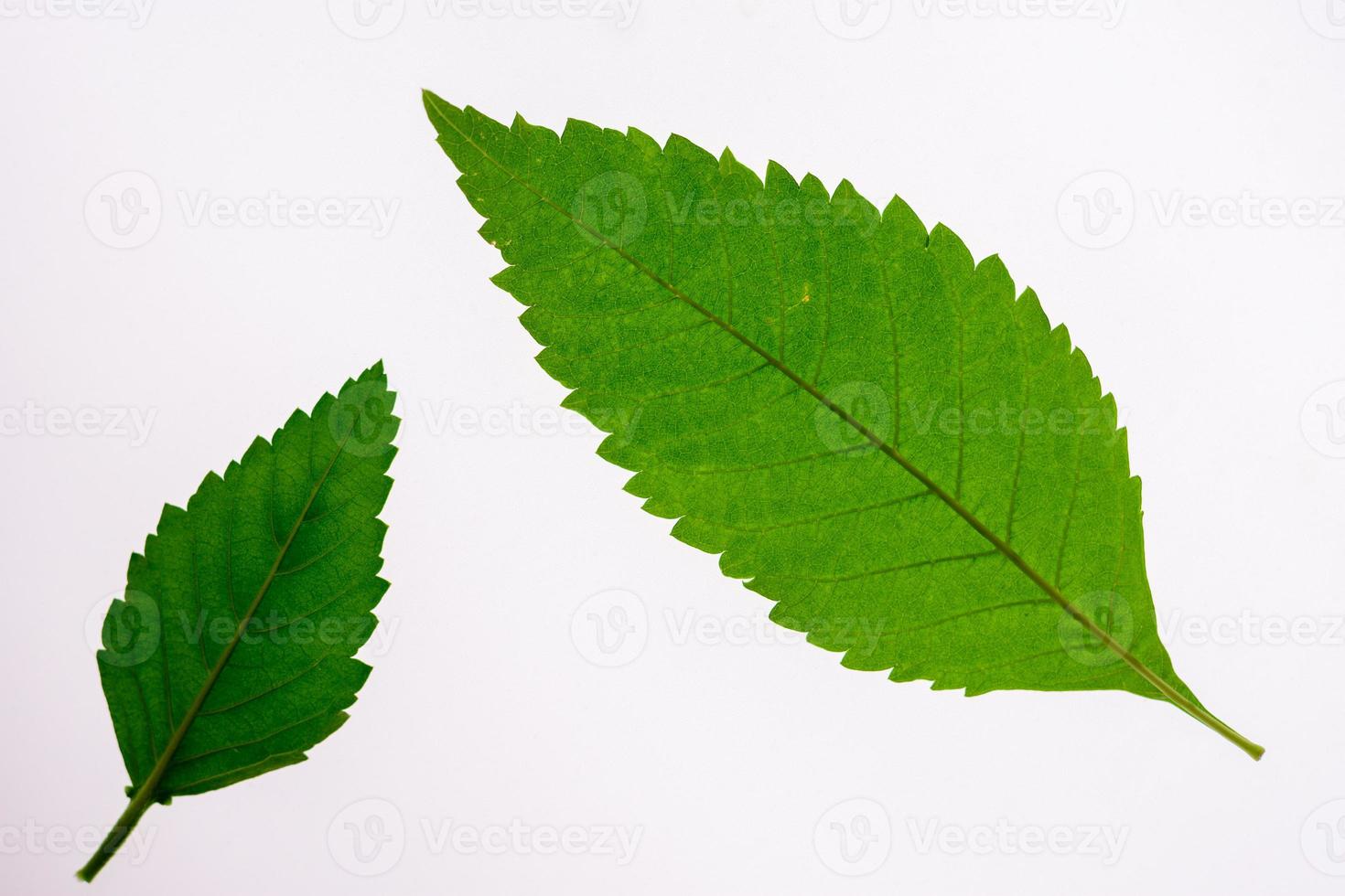 Green leaves on a white backdrop with clipping path photo