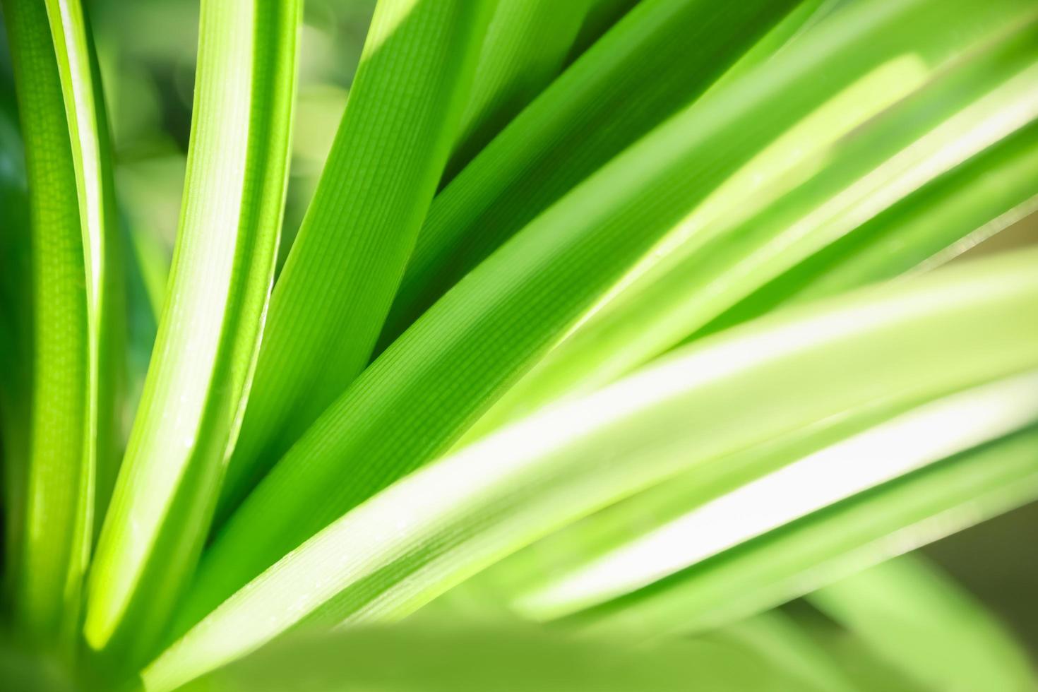 Close up of nature view green leaf with rain drop on blurred greenery background under sunlight with bokeh and copy space using as background natural plants landscape, ecology wallpaper concept. photo