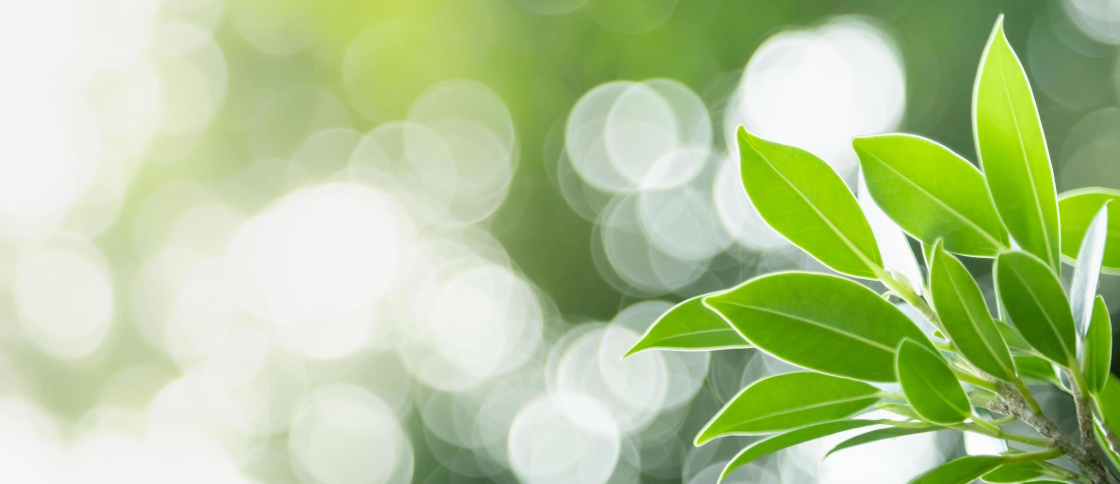 primer plano de la vista de la naturaleza hoja verde sobre fondo verde borroso bajo la luz del sol con bokeh y espacio de copia utilizando como fondo el paisaje de plantas naturales, concepto de cubierta ecológica. foto