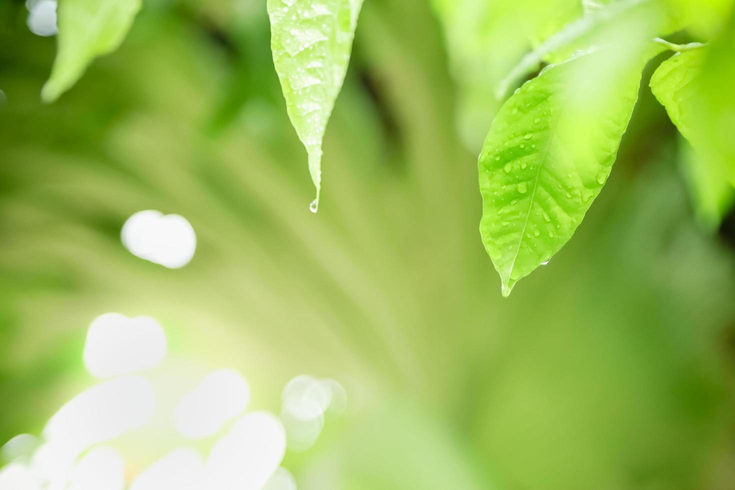 Close up of nature view green leaf with rain drop on blurred greenery background under sunlight with bokeh and copy space using as background natural plants landscape, ecology wallpaper concept. photo