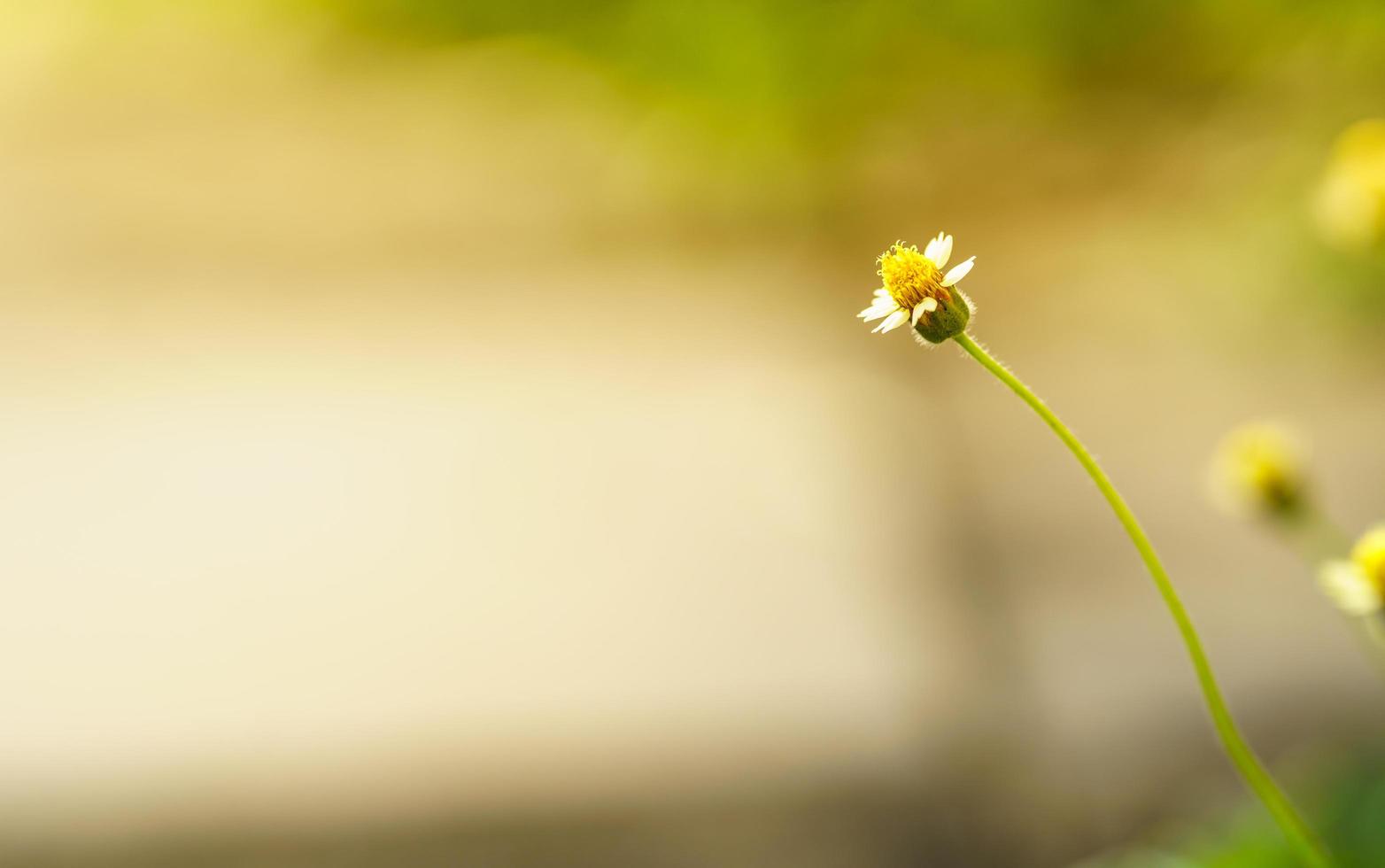 Closeup of beautiful mini white flower with yellow pollen under sunlight with copy space using as background green natural plants landscape, ecology wallpaper page concept. photo