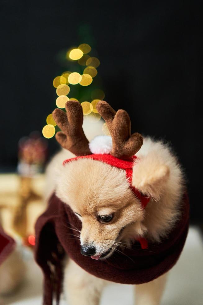 pomerania de perro esponjoso con un borde de una gorra de cuerno de ciervo cerca del árbol de navidad y caja de regalo. fondo de decoraciones de año nuevo. mascota y vacaciones foto